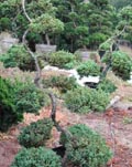 Akita Bonsai Nursery - Bonsai